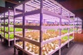 Modern Vertical agriculture vertical farm indoor farm Royalty Free Stock Photo