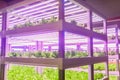 Led plant growth lamp Plant factory vertical farm Vertical agriculture indoor farm Royalty Free Stock Photo