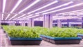 Led plant growth lamp vertical farm Vertical agriculture indoor farm Royalty Free Stock Photo