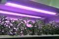 Led plant growth lamp vertical farm Vertical agriculture indoor farm Royalty Free Stock Photo