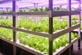 Led plant growth lamp used in Vertical agriculture Royalty Free Stock Photo