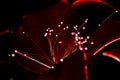 led roses during christmas time. Royalty Free Stock Photo