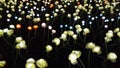 LED roses fowers glowing in the dark, Seoul, South Korea. Royalty Free Stock Photo