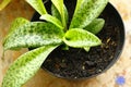 Ledebouria sociolla: succulent with spotted leaves. Royalty Free Stock Photo