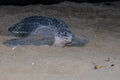 Lederschildpad, Leatherback Sea Turtle, Dermochelys coriacea Royalty Free Stock Photo