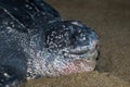 Lederschildpad, Leatherback Sea Turtle, Dermochelys coriacea Royalty Free Stock Photo