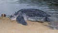 Lederschildpad, Leatherback Sea Turtle, Dermochelys coriacea Royalty Free Stock Photo