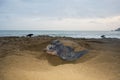 Lederschildpad, Leatherback Sea Turtle, Dermochelys coriacea Royalty Free Stock Photo