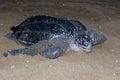 Lederschildpad, Leatherback Sea Turtle, Dermochelys coriacea Royalty Free Stock Photo