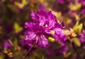 Ledum. the entire hive is littered with flowers of bright purple color.