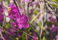 Ledum. the entire hive is littered with flowers of bright purple color.