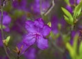 Ledum. the entire hive is littered with flowers of bright purple color.