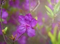 Ledum. the entire hive is littered with flowers of bright purple color.