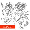Ledum. Medicinal Plants. Wildflowers. Illustration. Botanical Illustration