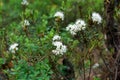 Ledum palustre plant