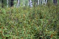 Ledum thickets Rhododendron tomentosum, Ledum palustre in a forest near a swamp.