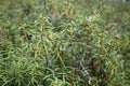 Ledum thickets Rhododendron tomentosum, Ledum palustre in a forest near a swamp. Medicinal plant.