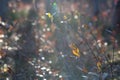 Ledum twig in the backlight at sunset. Bokeh in the background. Blurred background. Pastel colors