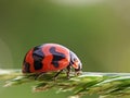 Ledy bug is basking Royalty Free Stock Photo
