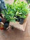 A ledy work at farm taking plants to planting clousup photo