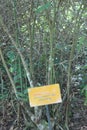 Leea indica, the bandicoot berry, burulla, family Vitaceae evergreen forests in Indomalaya, Indochina, Australia Royalty Free Stock Photo