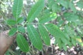 Leea indica, the bandicoot berry, burulla, family Vitaceae evergreen forests in Indomalaya, Indochina, Australia Royalty Free Stock Photo