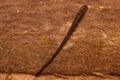 Leech Or Bloodsucker From New Guinea Showing Its Movement