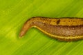 Leech on green leaves