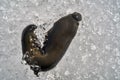 Leech on ice after spring awakening Royalty Free Stock Photo