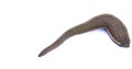 Leech isolated on white background Royalty Free Stock Photo