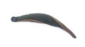 Leech isolated on white background Royalty Free Stock Photo