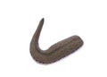 Leech isolated on white background Royalty Free Stock Photo
