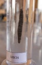 Leech in lab glassware at science laboratory in college Royalty Free Stock Photo