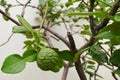 Leech lime or Bergamot fruits on tree