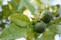 Leech lime fruit in Chiangmai