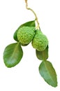 Leech lime fruits