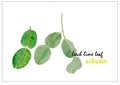 Leech lime leaf watercolor illustration vector background