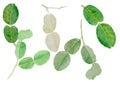 Leech lime leaf watercolor illustration vector background