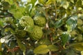 Leech lime plant in Chiangmai Royalty Free Stock Photo