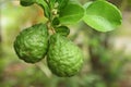 Leech lime on the tree