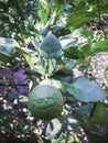 Leech Lime tree Royalty Free Stock Photo