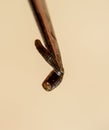 Leech on the tweezers. Bloodsucking . subclass of ringworms from the belt-type class. Hirudotherapy