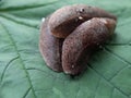 Leeches on green leaves.animals,fauna,macro photography