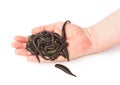 Leeches in hand Royalty Free Stock Photo