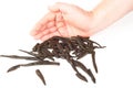 Leeches and hand Royalty Free Stock Photo