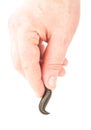 Leeches in hand