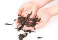 Leeches in hands Royalty Free Stock Photo