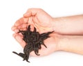 Leeches in hands Royalty Free Stock Photo