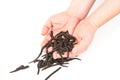 Leeches in hands Royalty Free Stock Photo