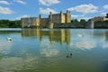 Swans on the moat at Leeds Castle. Kent UK